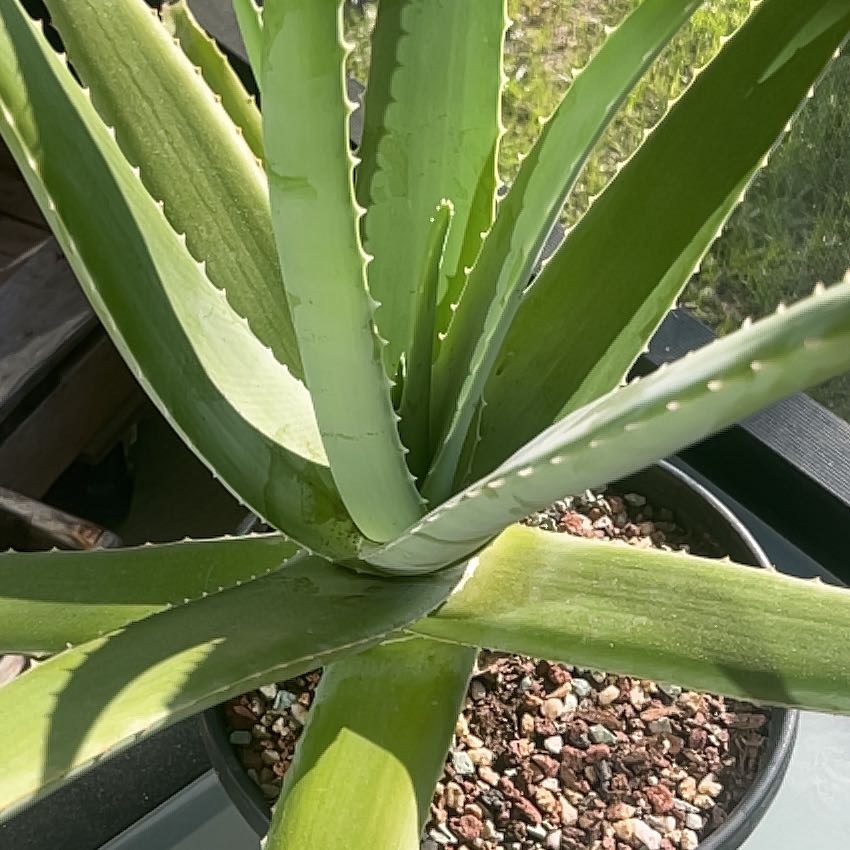 Aloe vera