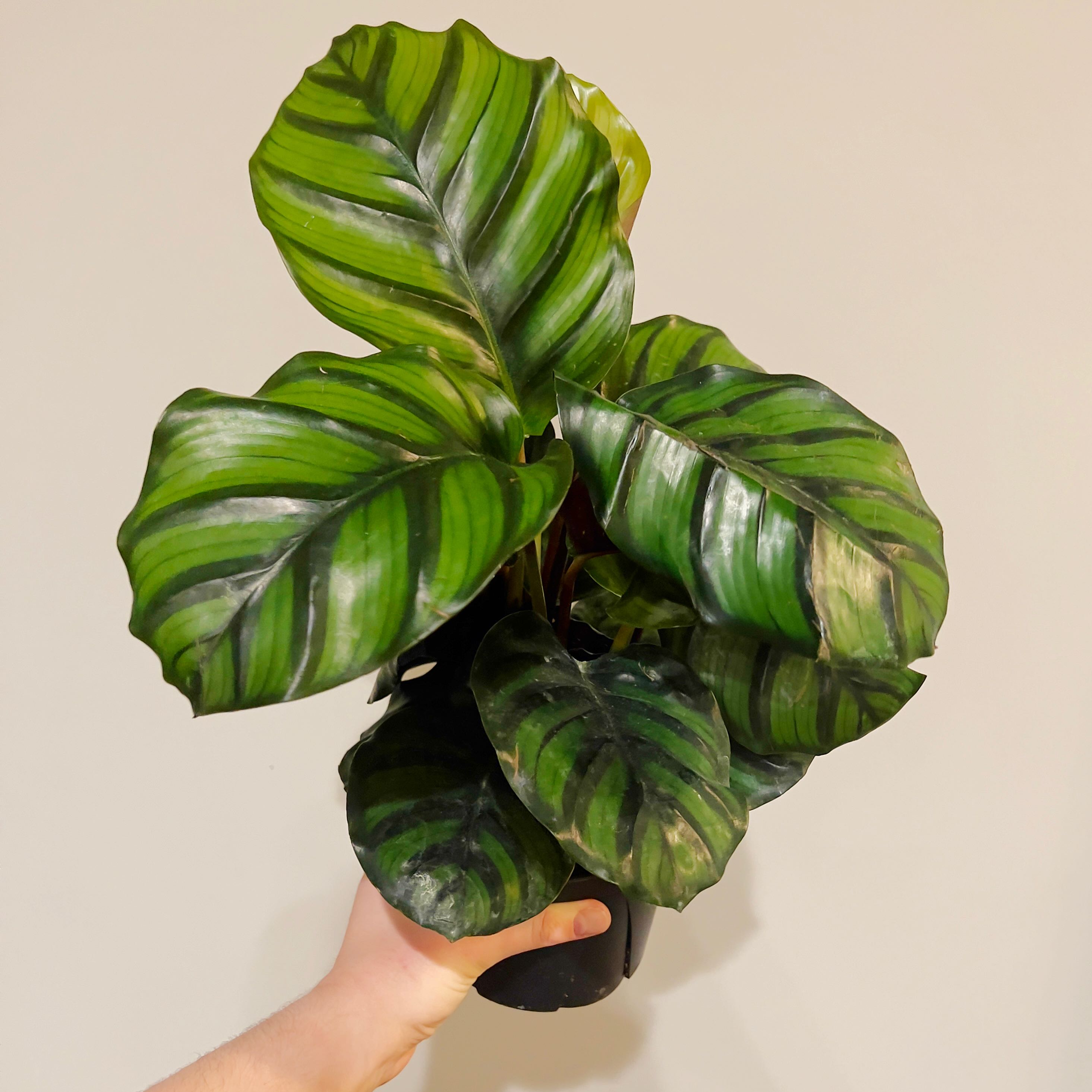 Calathea fasciata