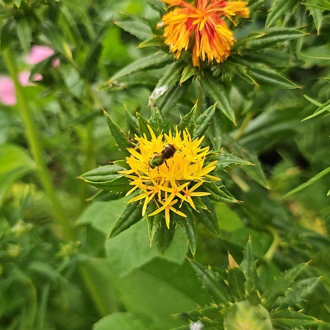 Safflower