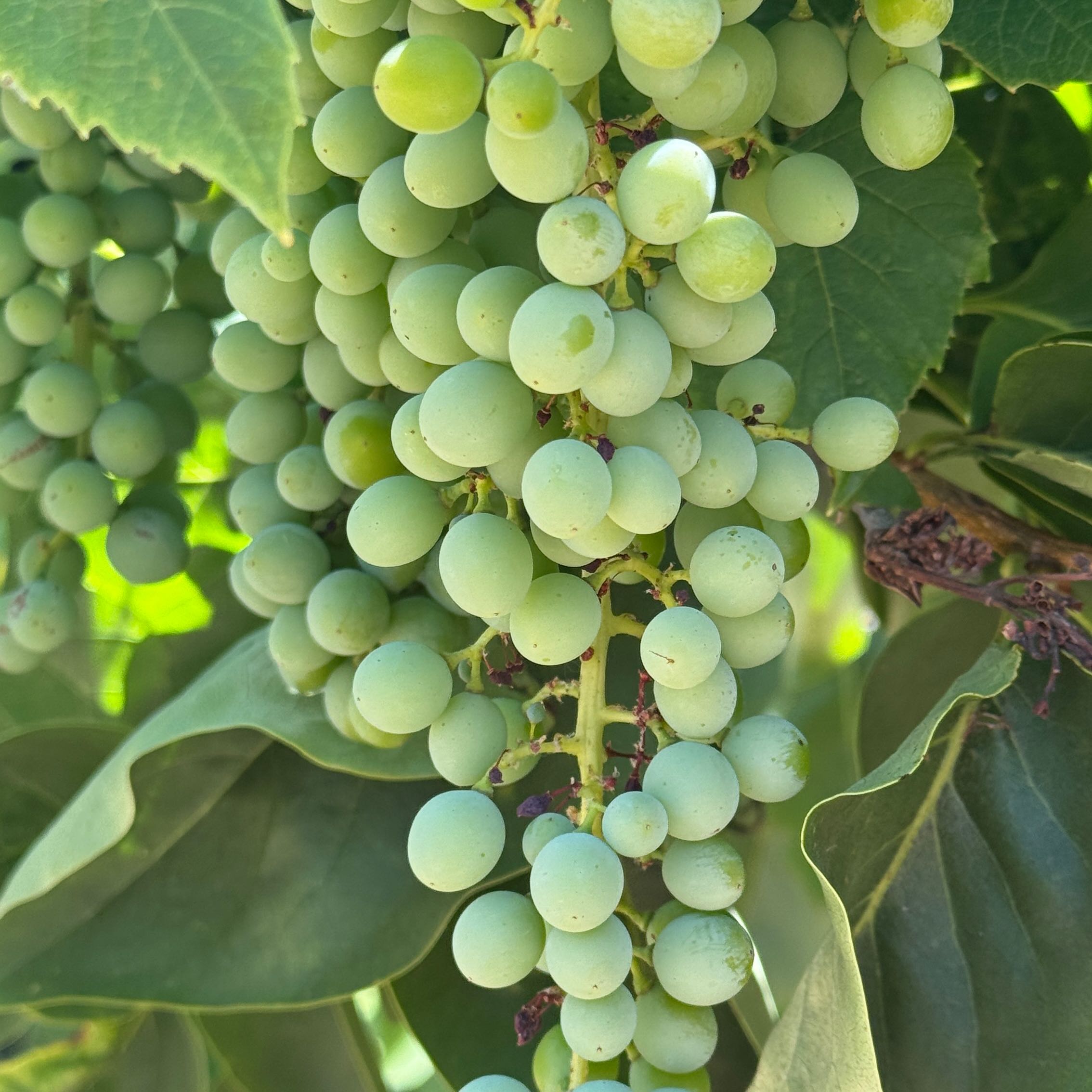 Concord Grape