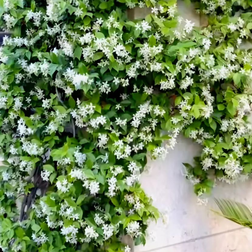 Star Jasmine