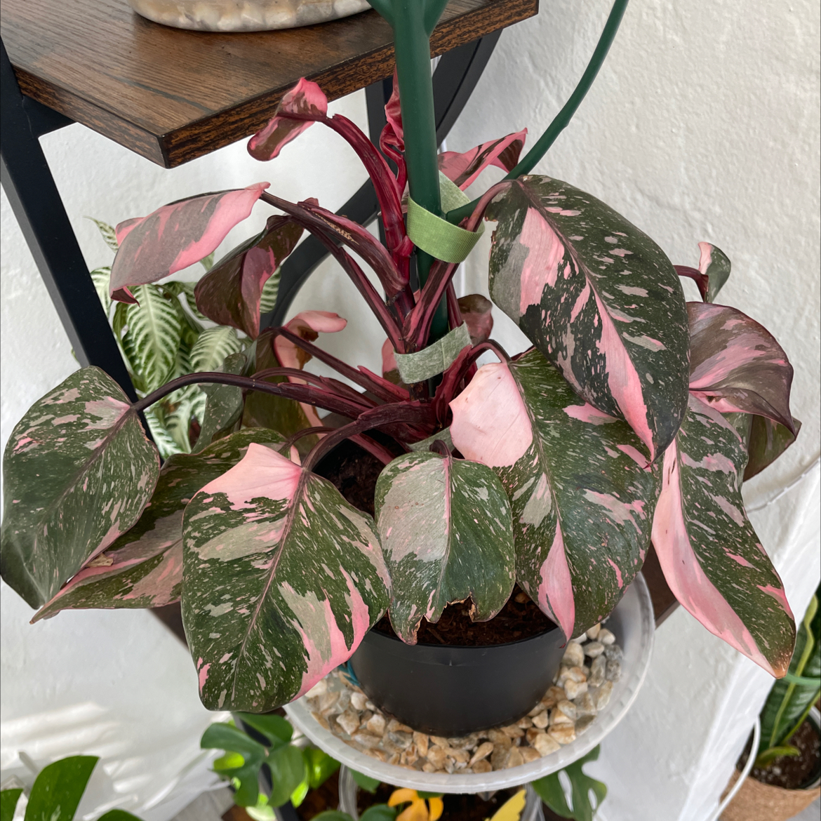 Pink Princess Philodendron