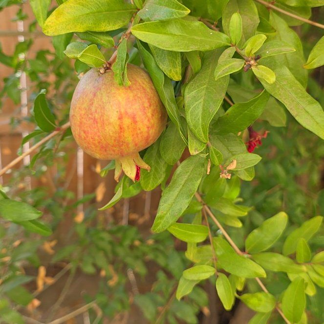Pomegranate