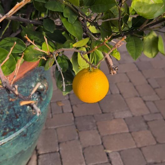 Meyer Lemon Tree