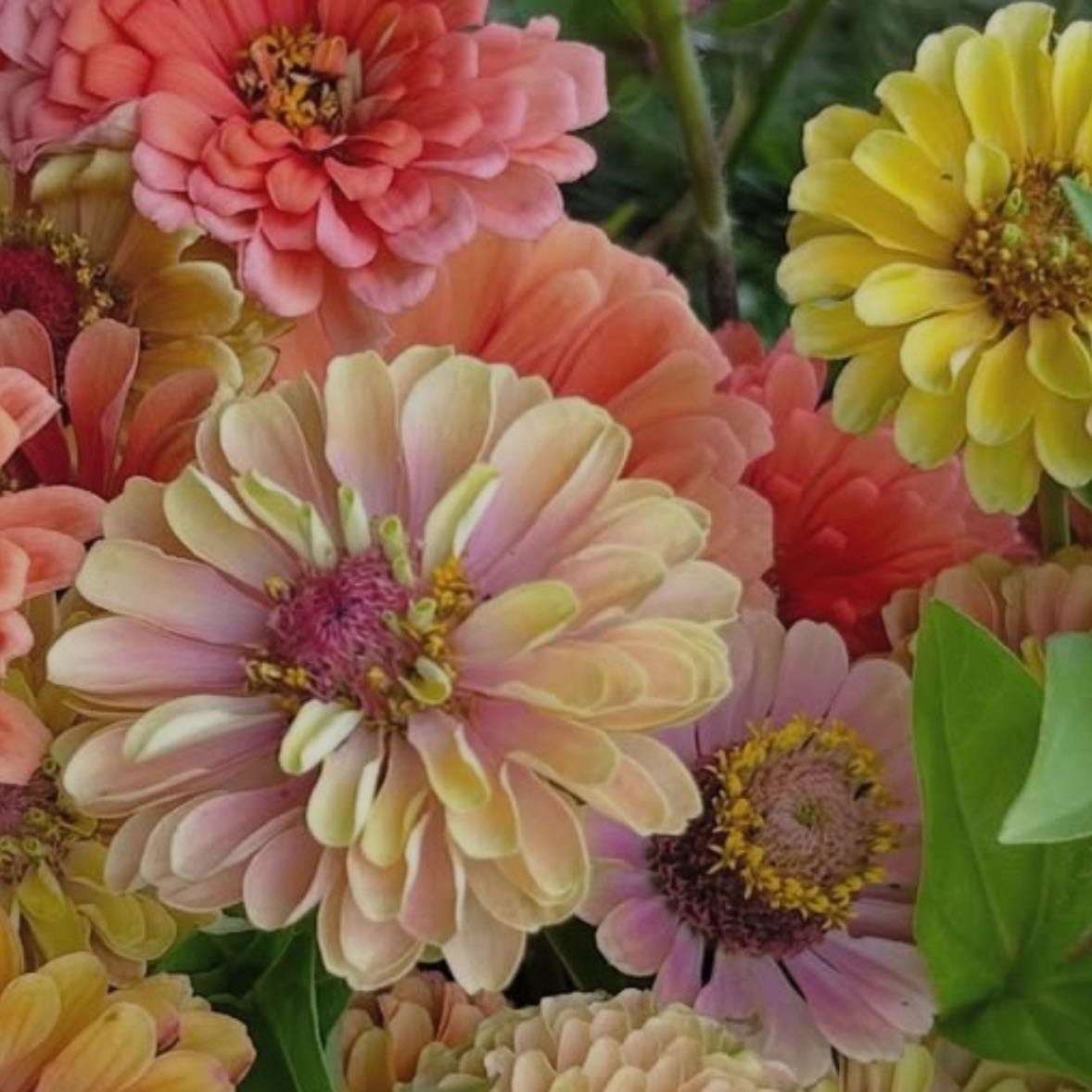 Common Zinnia