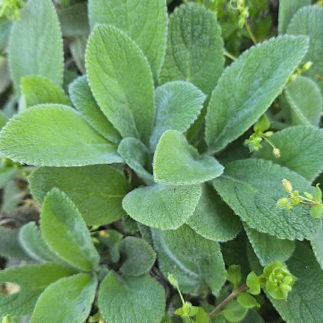 Lamb's Ear