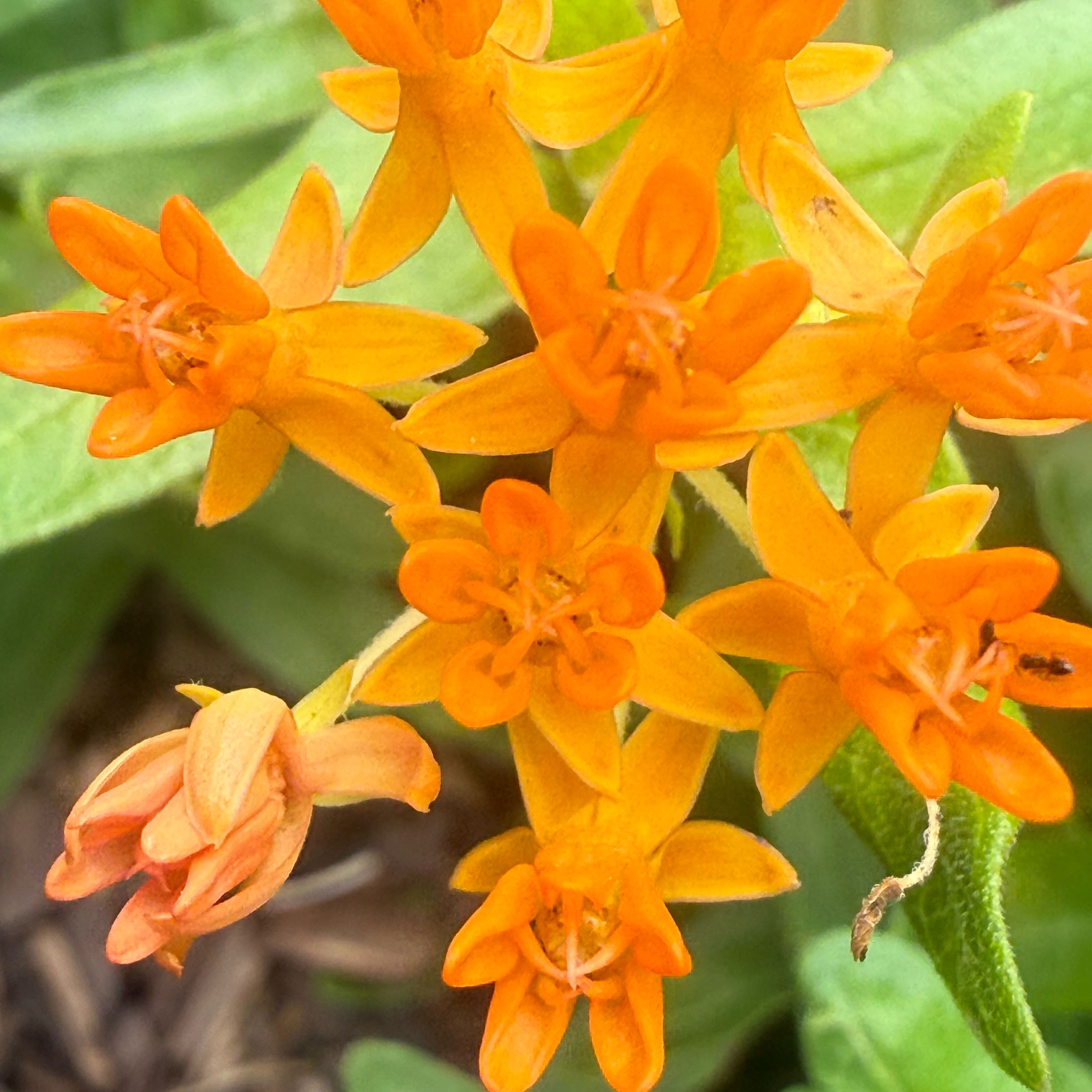 Butterfly Weed