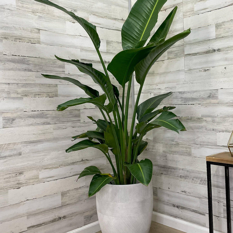 White Bird of Paradise