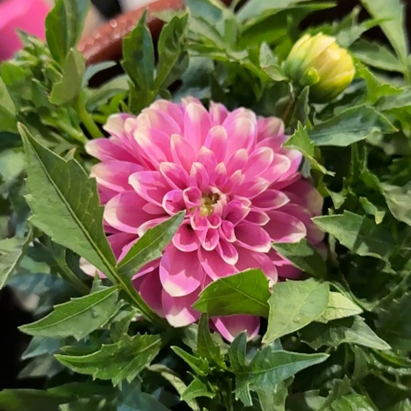 Garden Dahlia