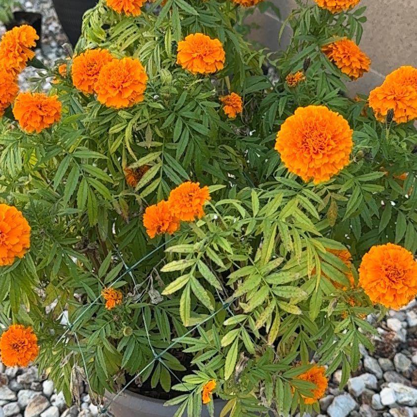 African Marigold