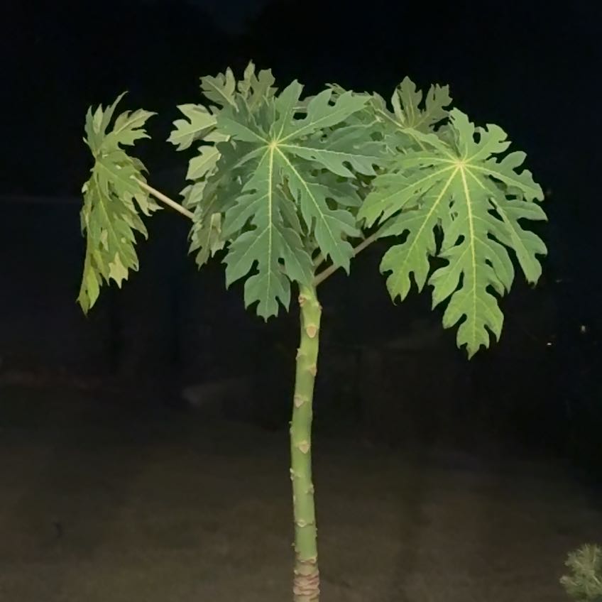 Papaya