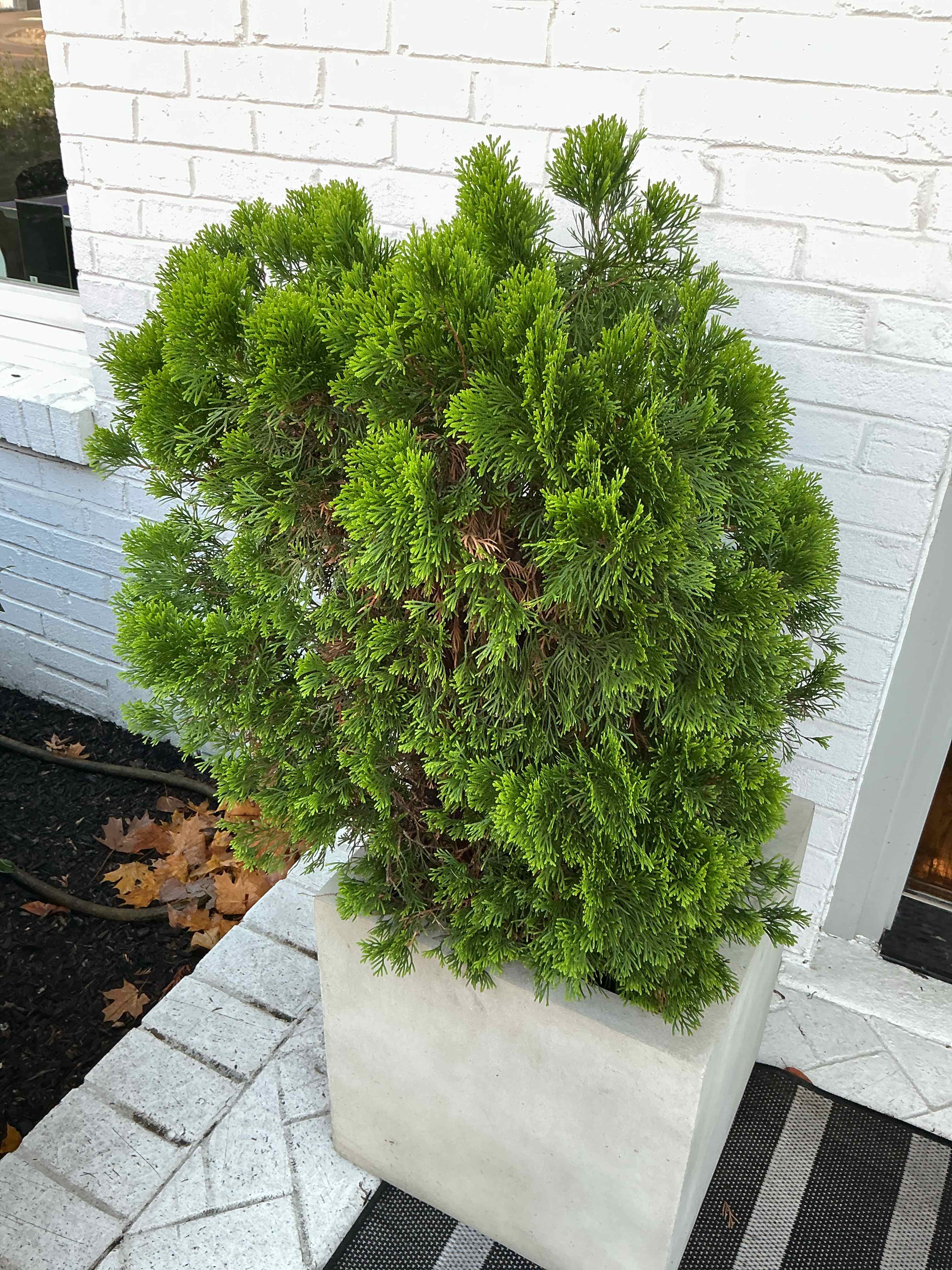 Emerald Green Arborvitae