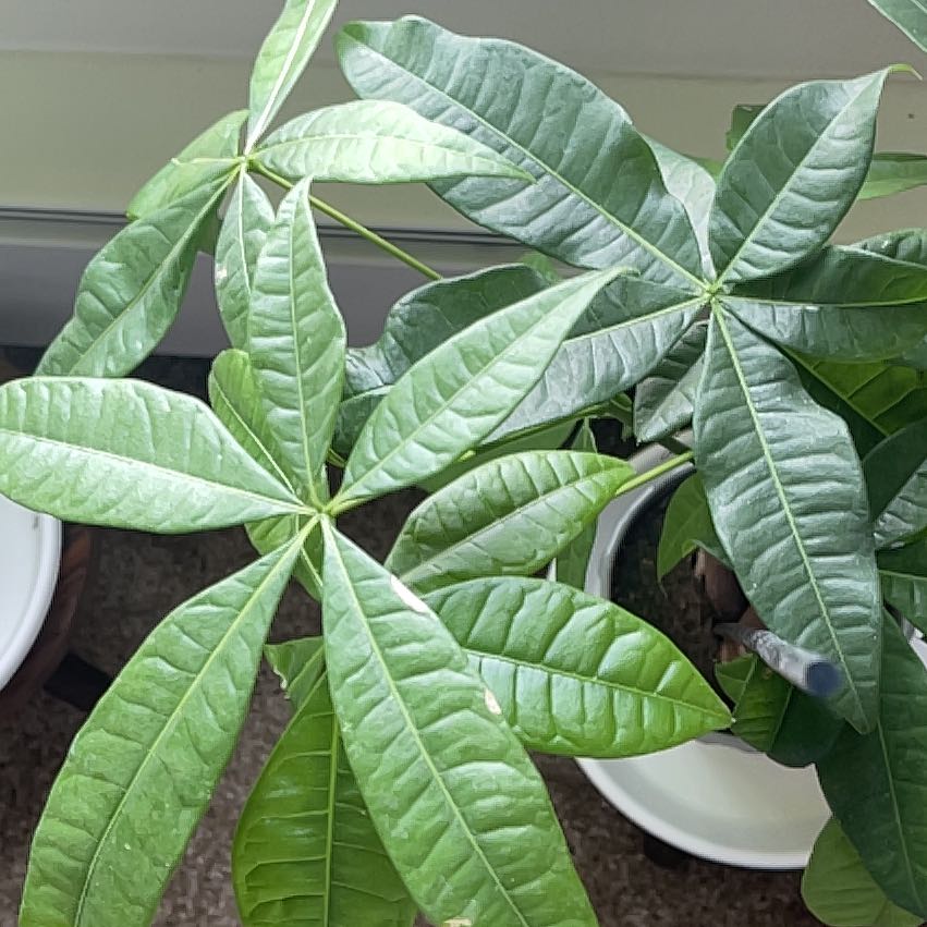Money Tree