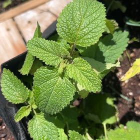 Lemon Balm
