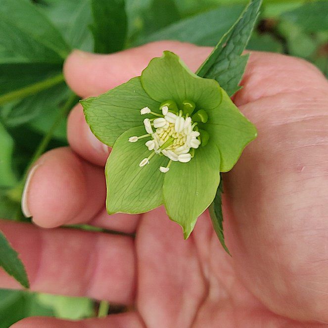 Hellebore