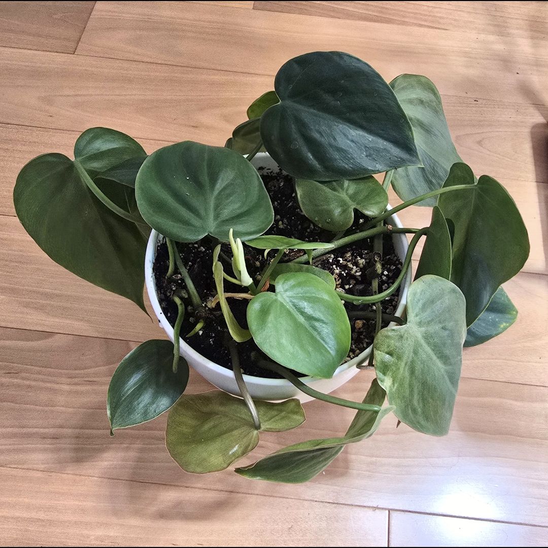 Heartleaf Philodendron