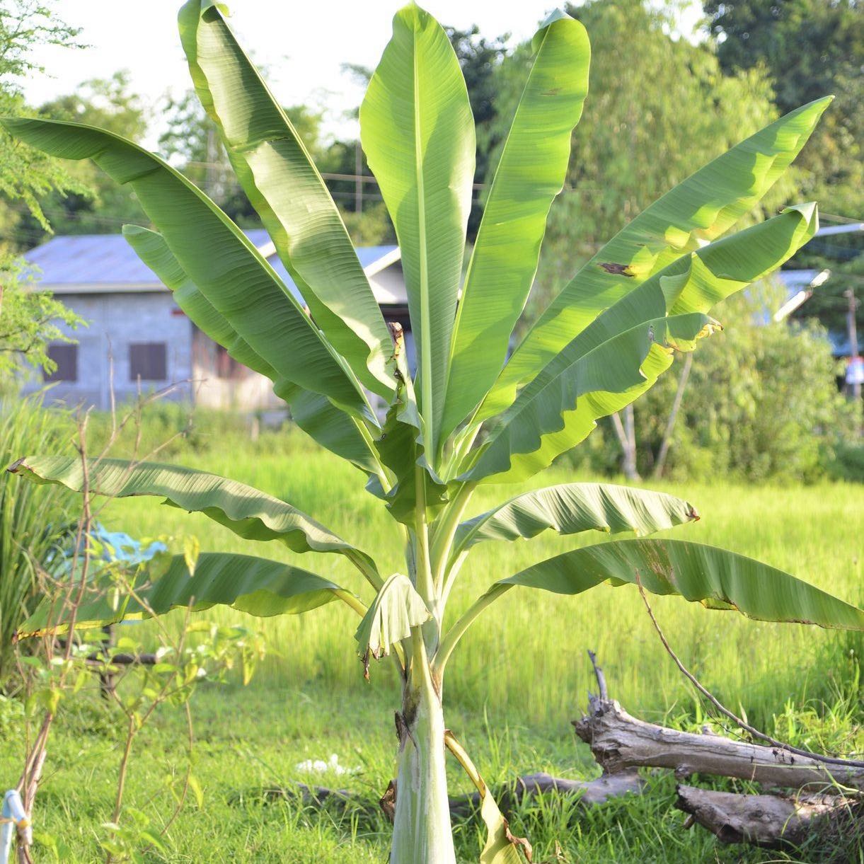 Banana