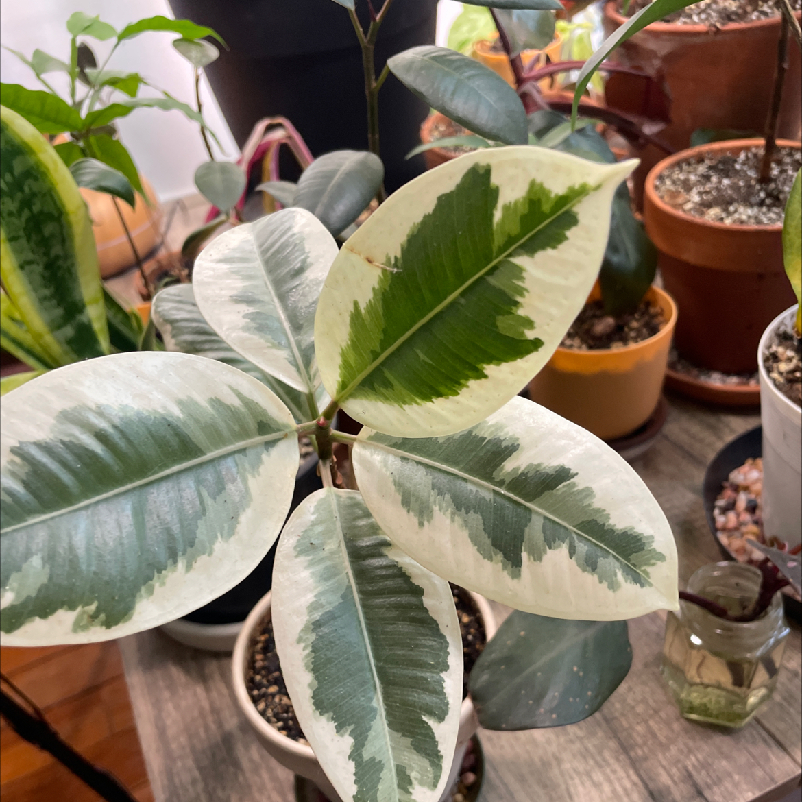 Ficus Decora