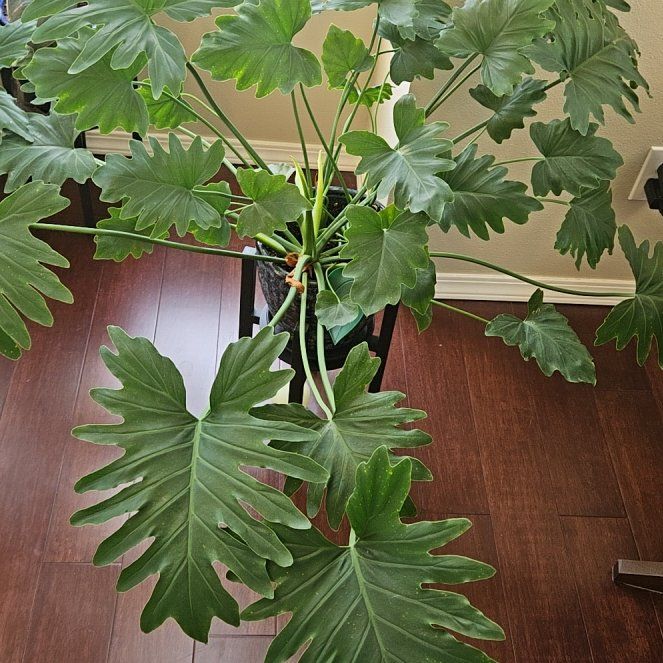 Philodendron Xanadu