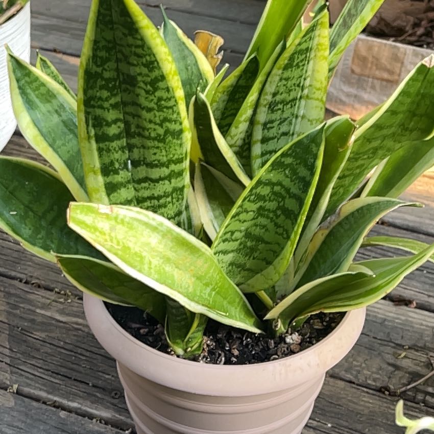 Snake Plant