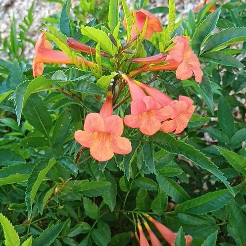 Cape Honeysuckle