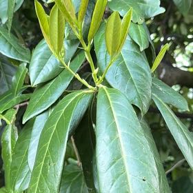 Cherry Laurel