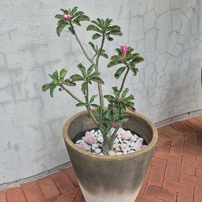 Desert Rose Plant