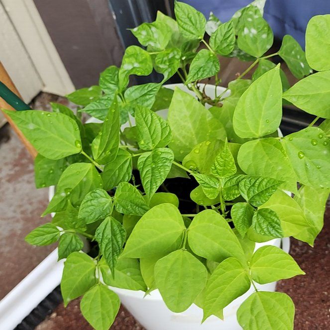 Common Bean