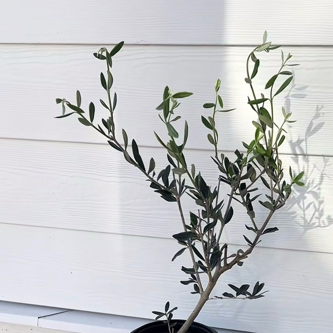 Olive Tree