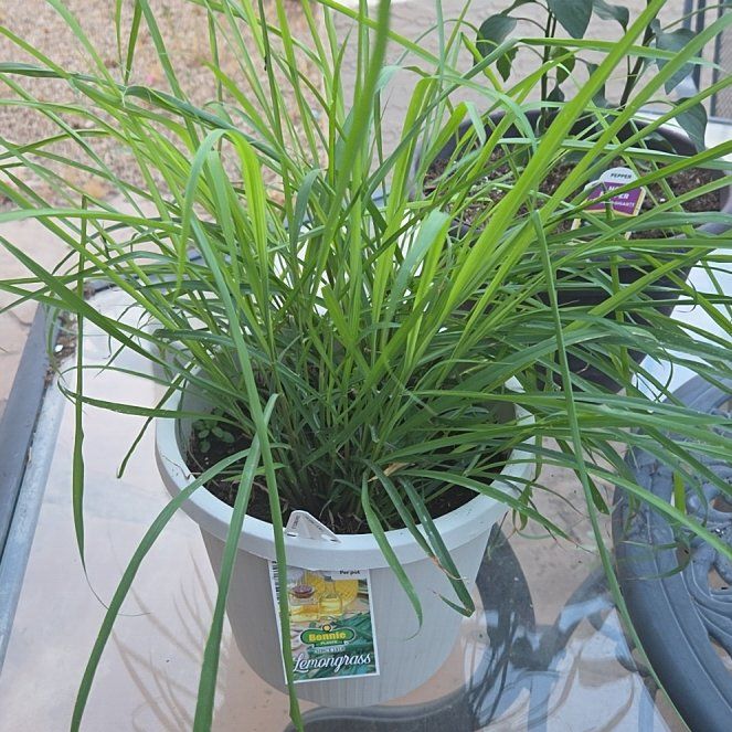 Lemon Grass
