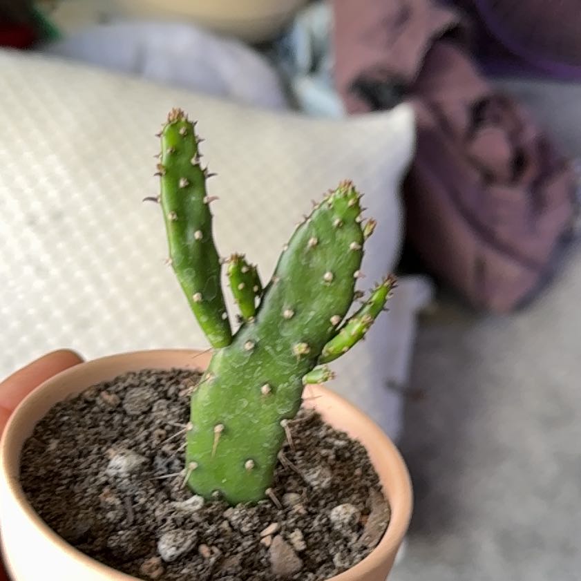 Drooping Prickly Pear