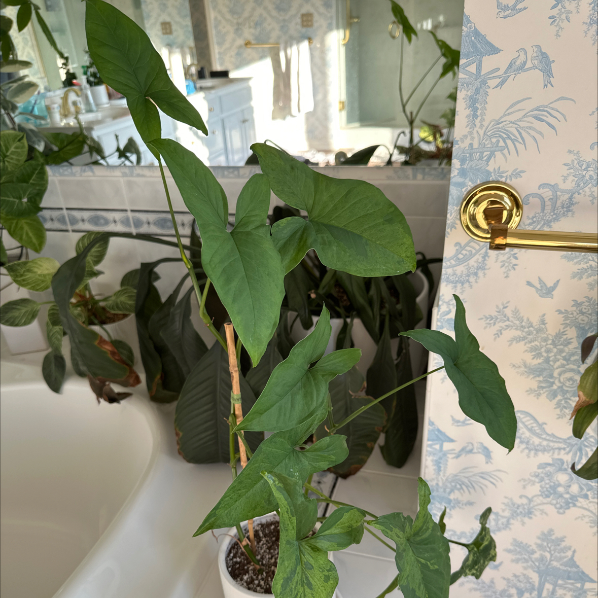 Arrowhead Plant