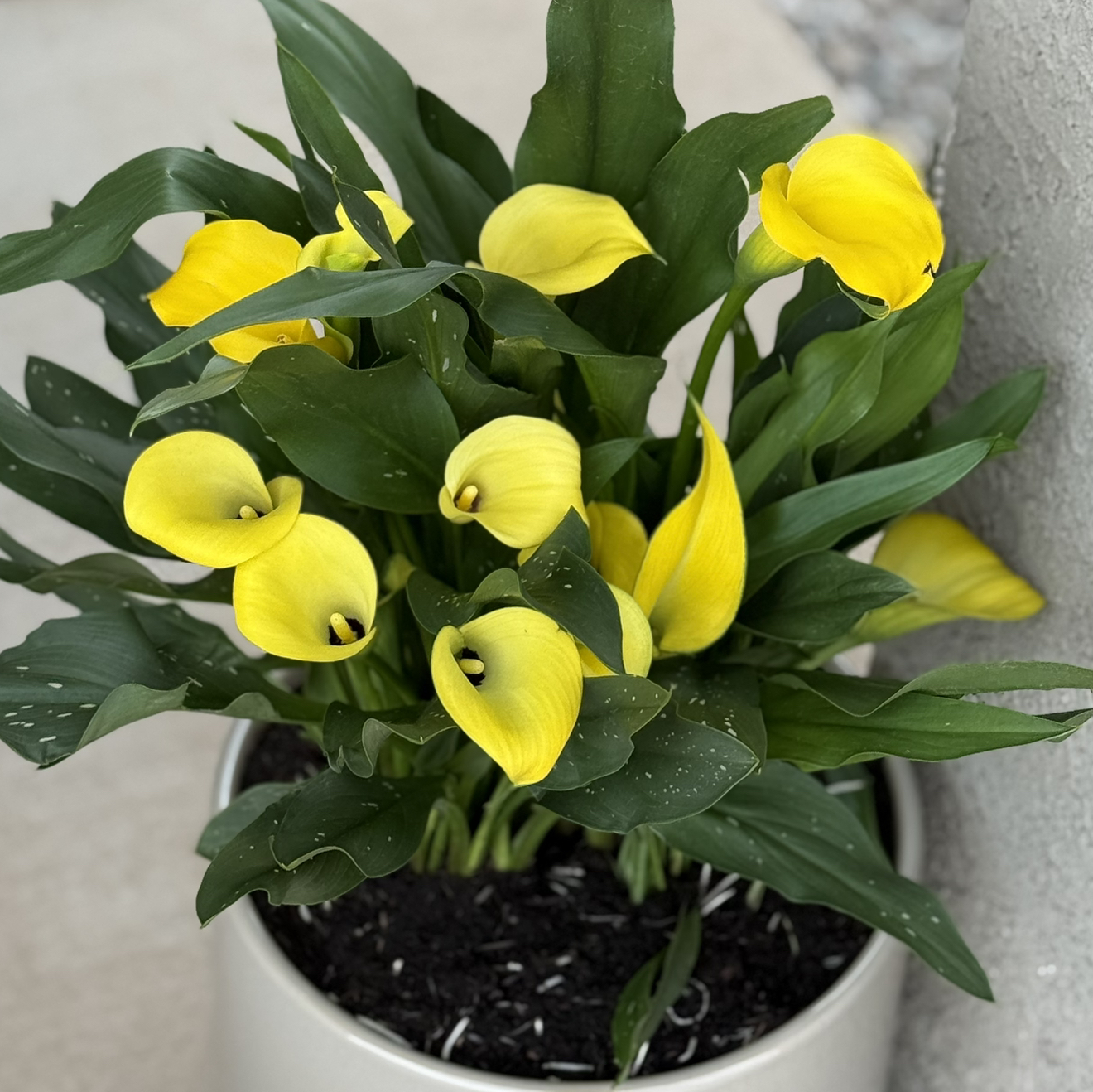 Calla Lily