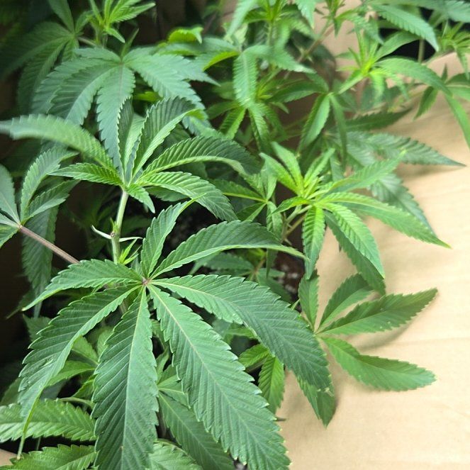 Marijuana