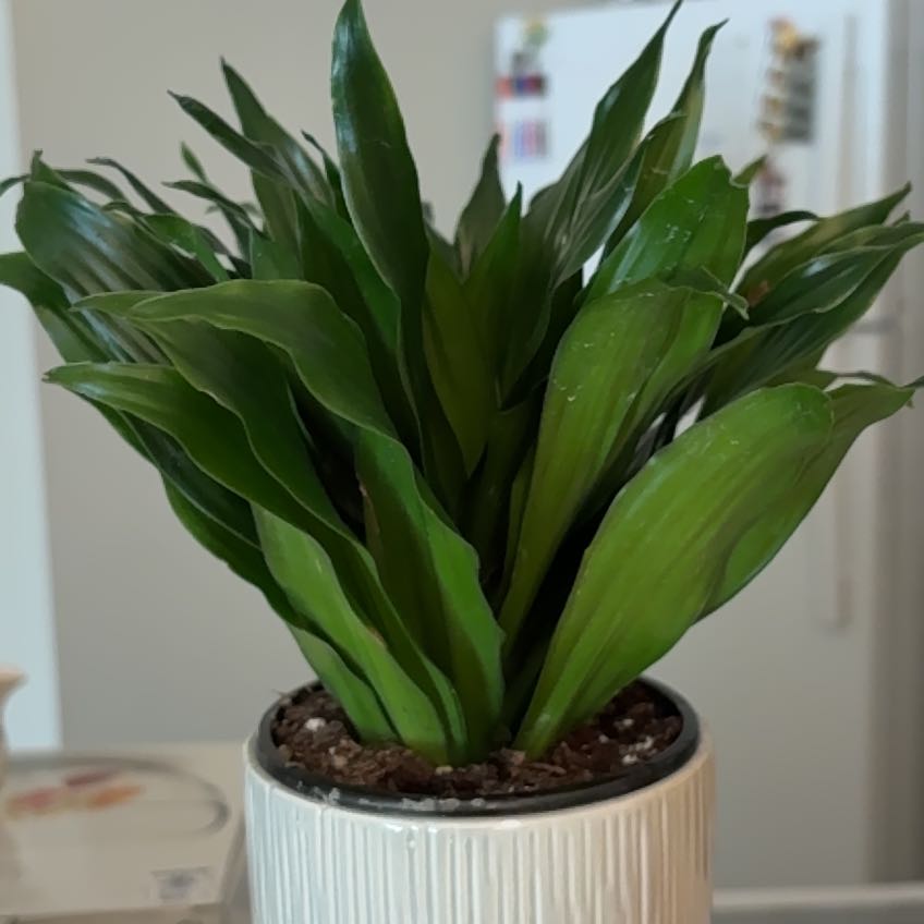 Dracaena 'Janet Craig Compacta'
