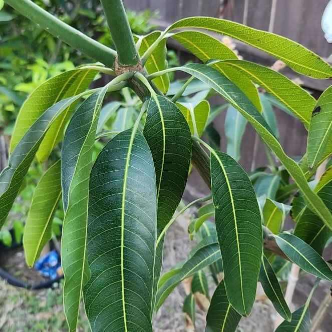 Mango