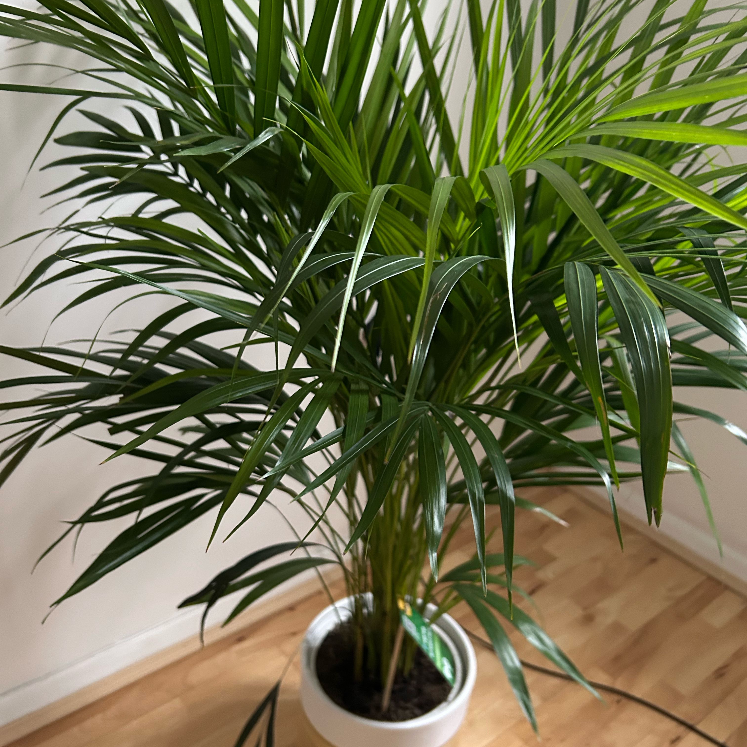 Areca Palm