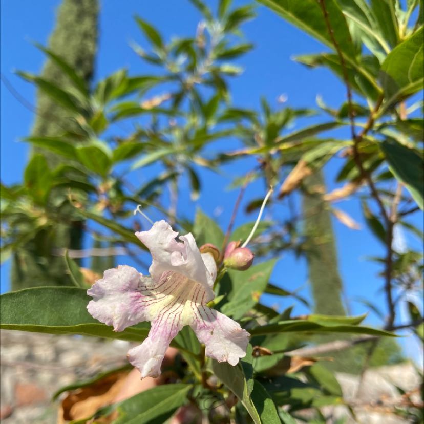 Desert Willow