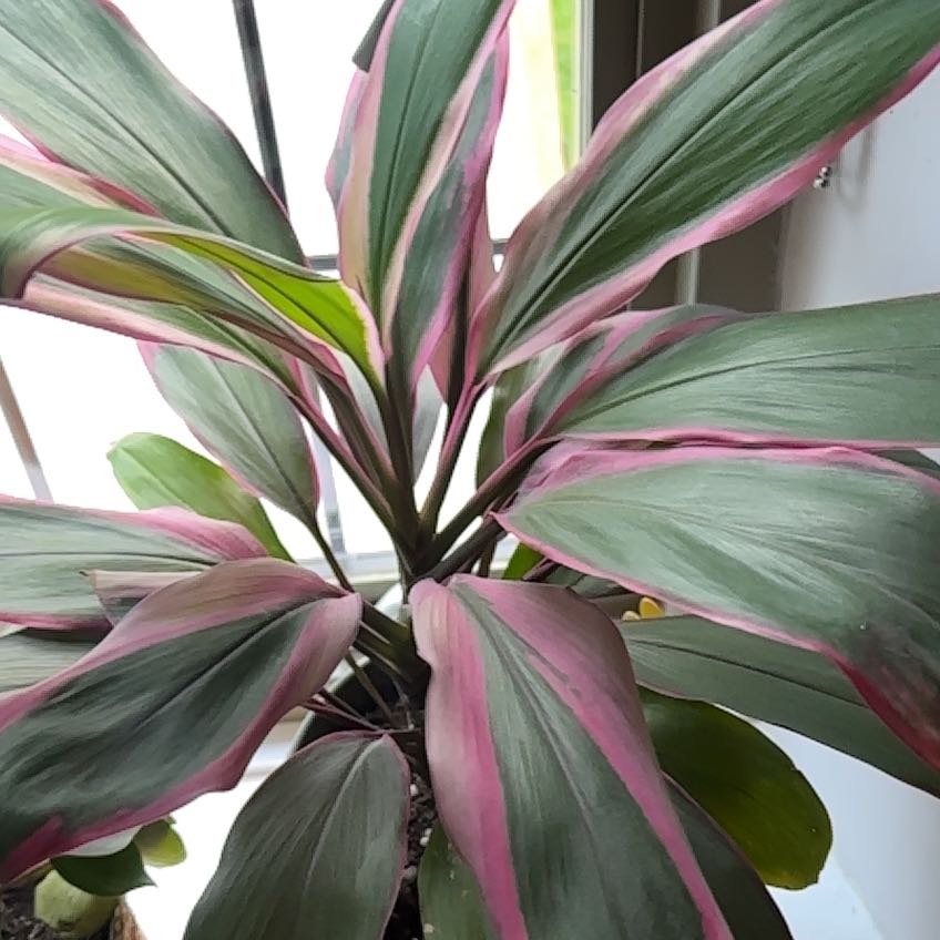 Ti Plant
