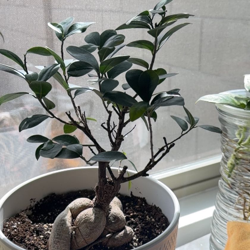 Ficus Ginseng