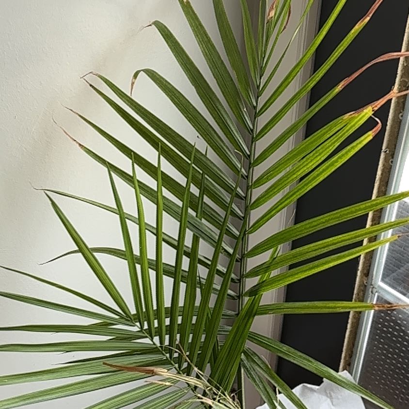 Majesty Palm