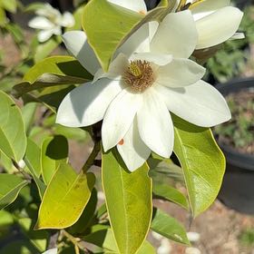 Sweetbay Magnolia