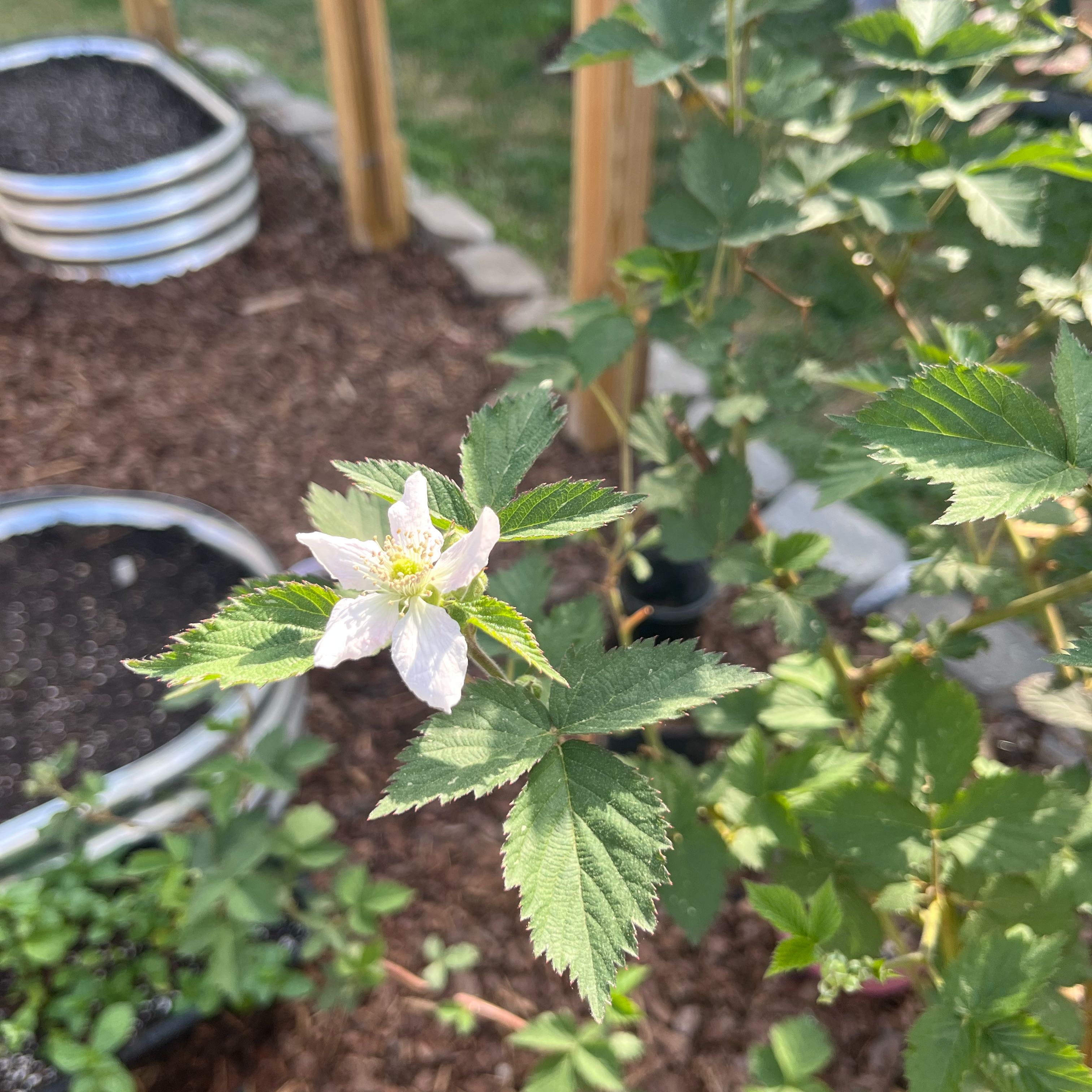 Allegheny Blackberry