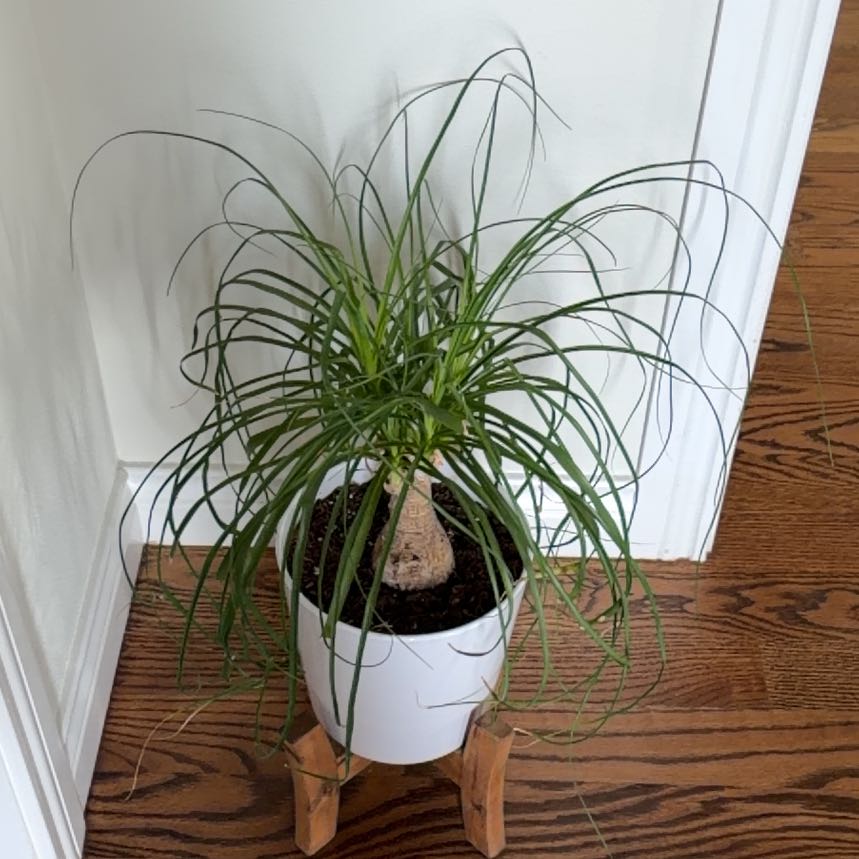 Ponytail Palm