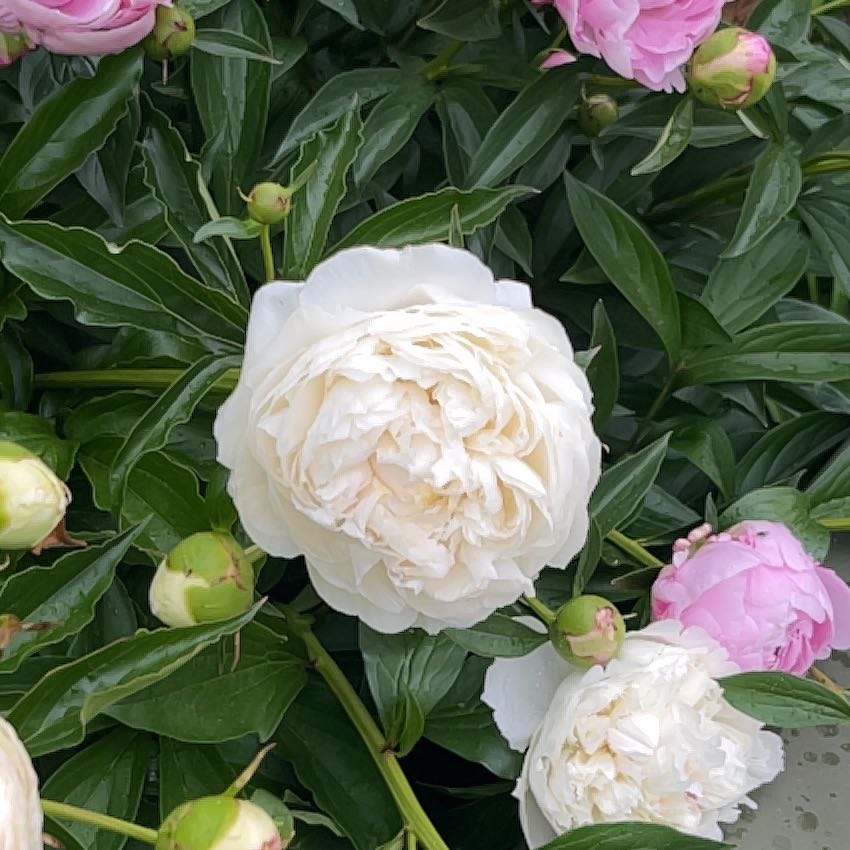 Chinese Peony