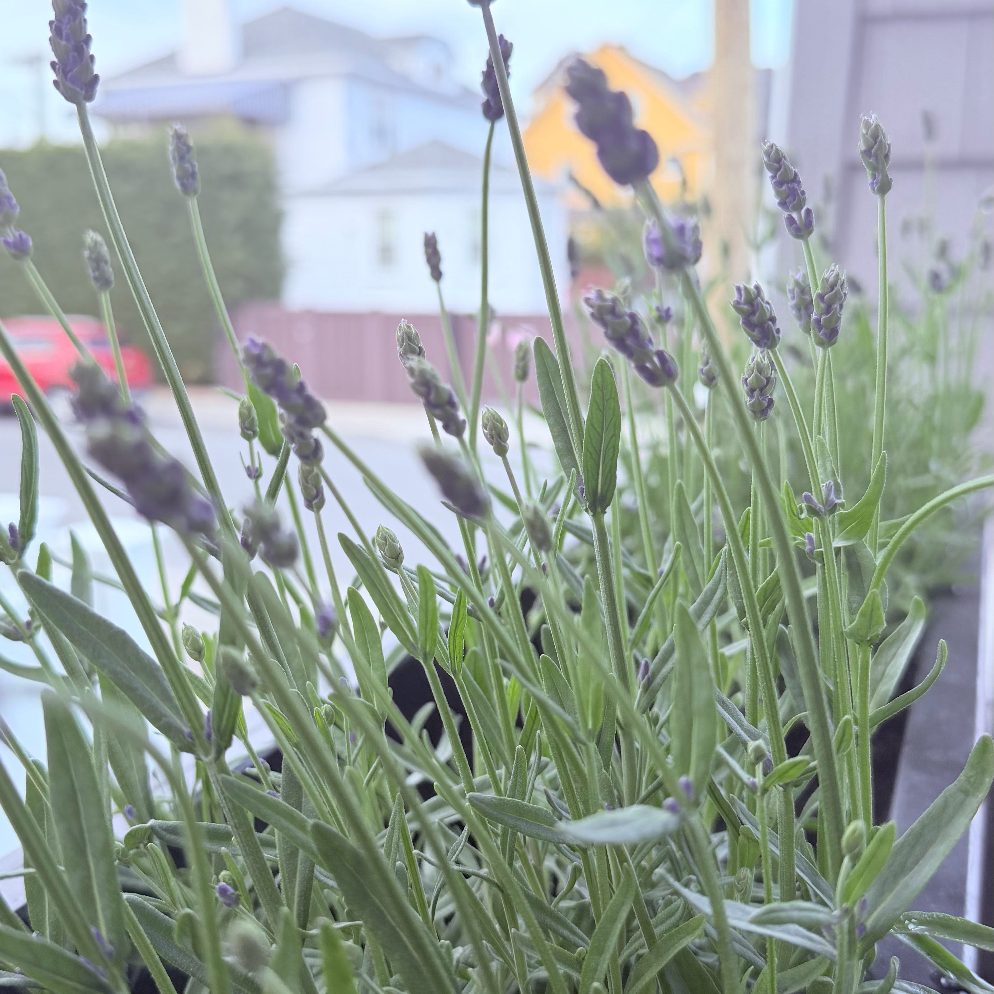 Lavender