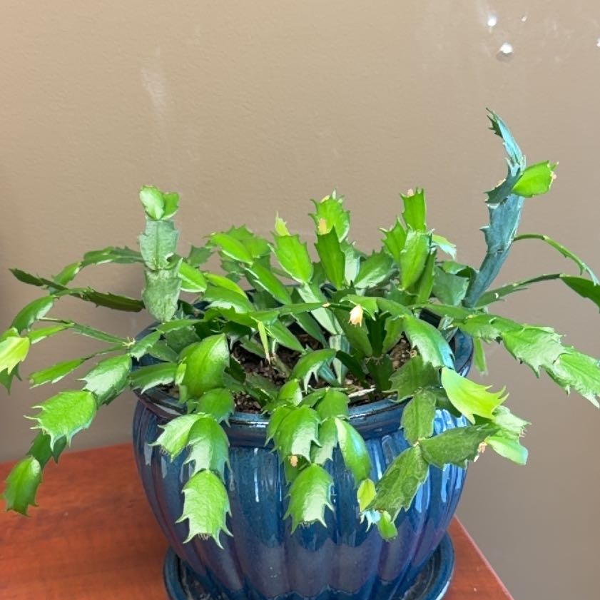 Assorted Schlumbergera