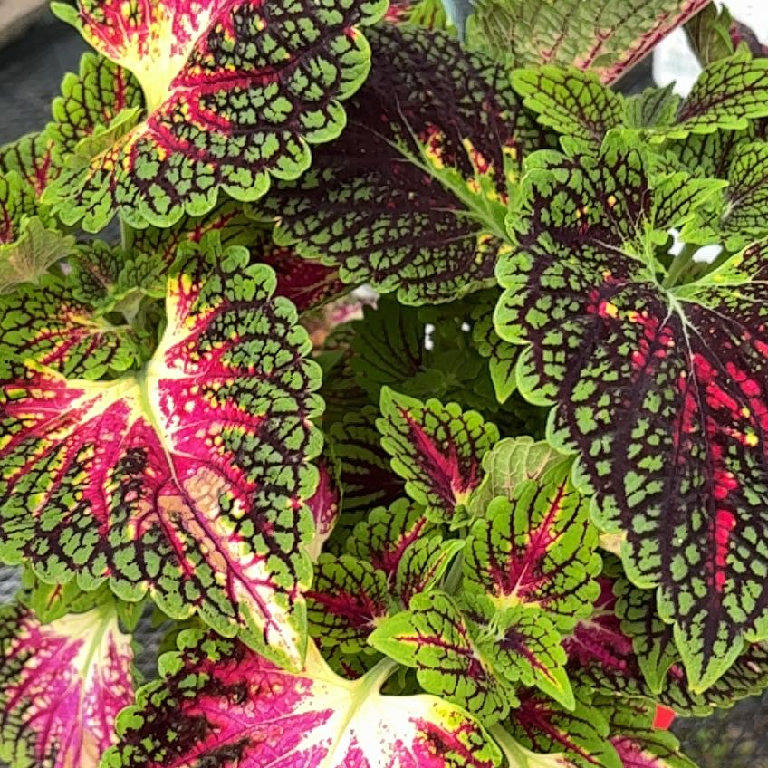 Coleus comosus