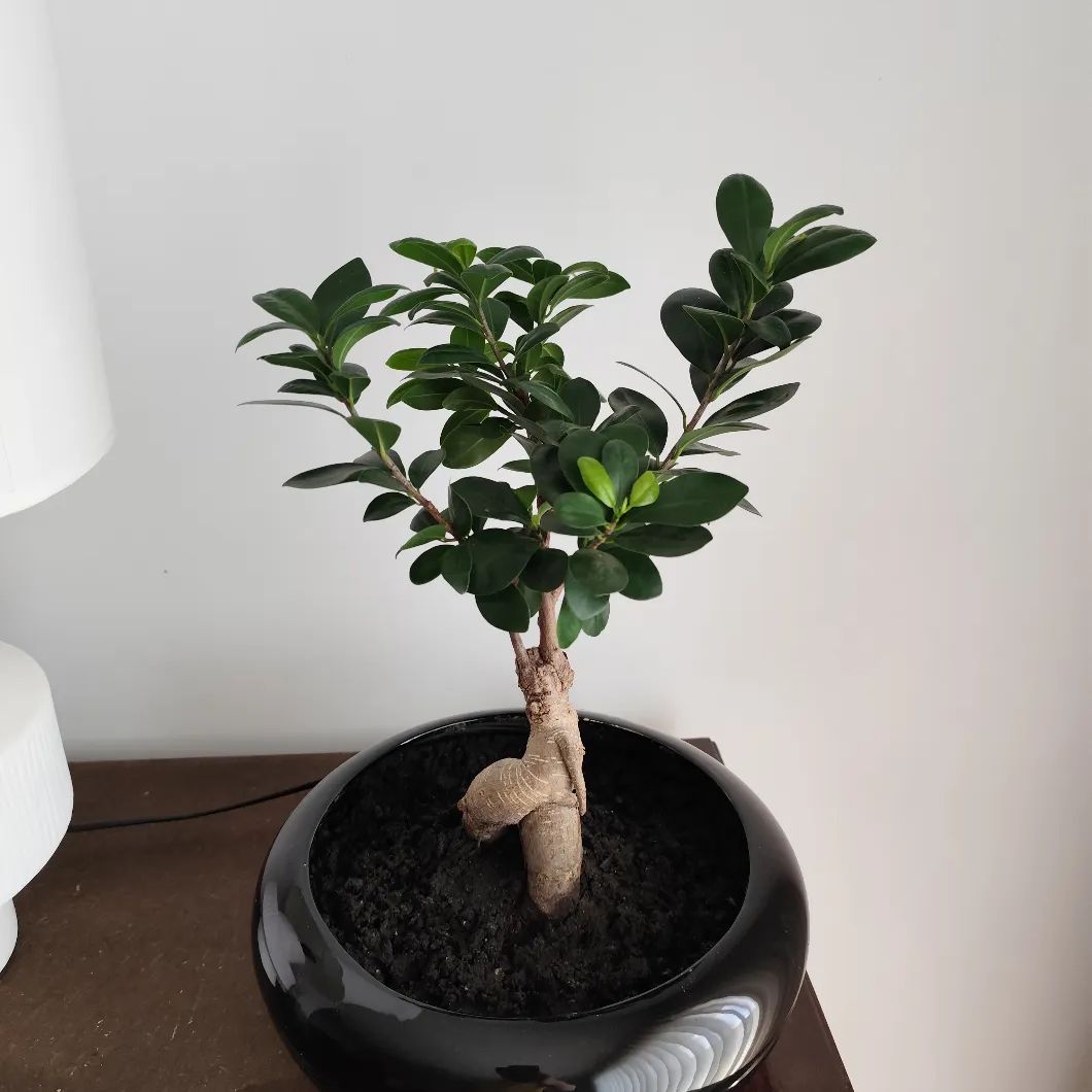 Ficus Ginseng