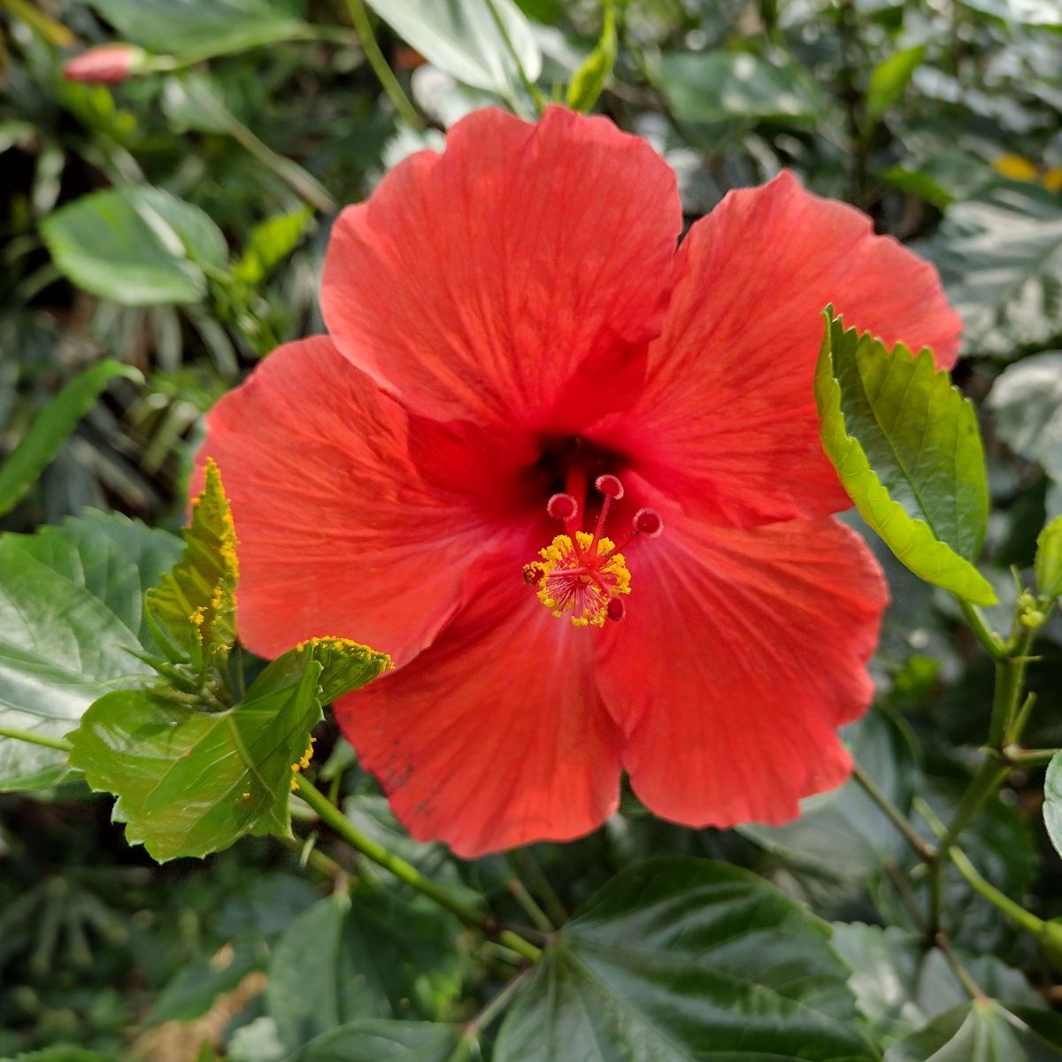 Chinese Hibiscus